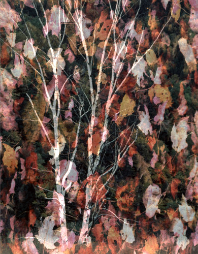 Mountainbirches12x15FINAL