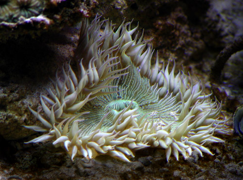 wideanemoneBIG