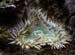 wideanemoneBIG